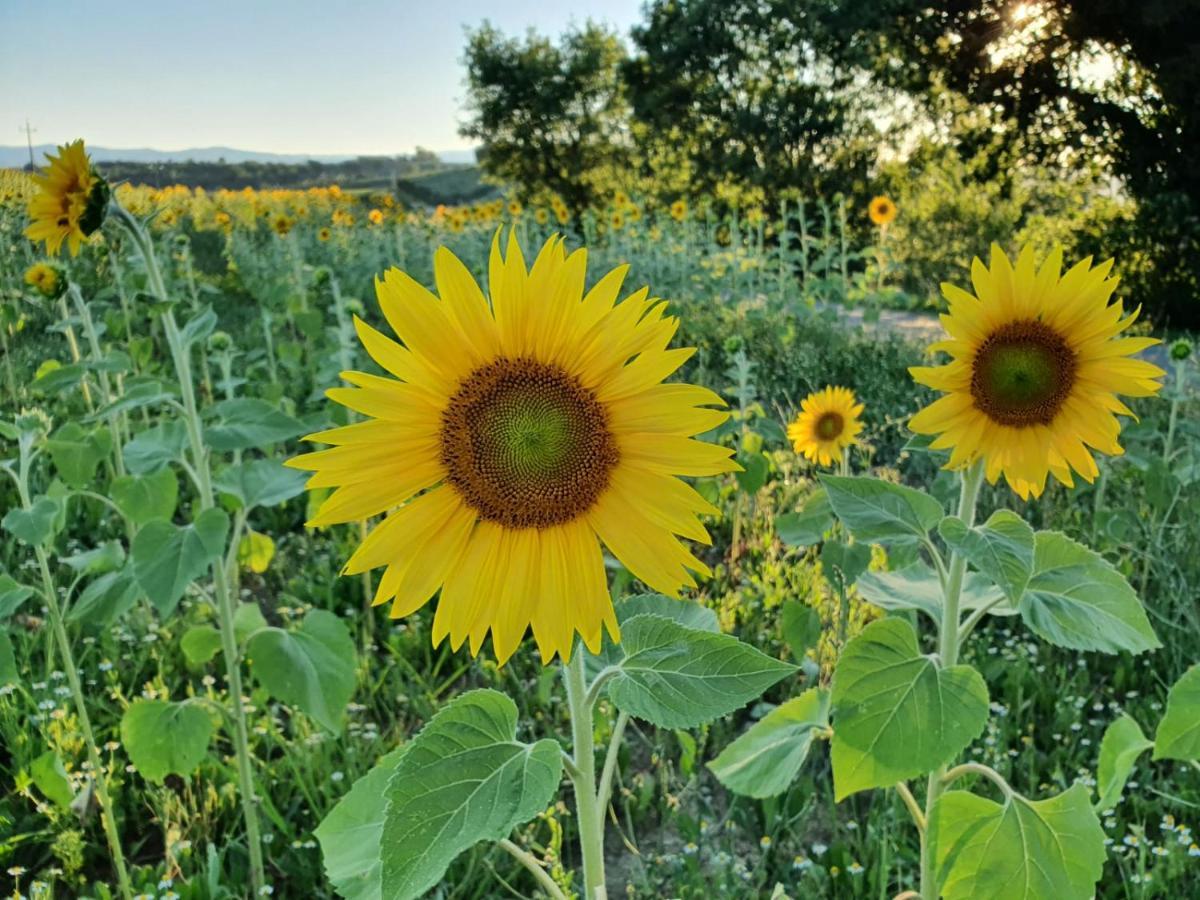 デルータ La Collina Bed & Breakfast エクステリア 写真